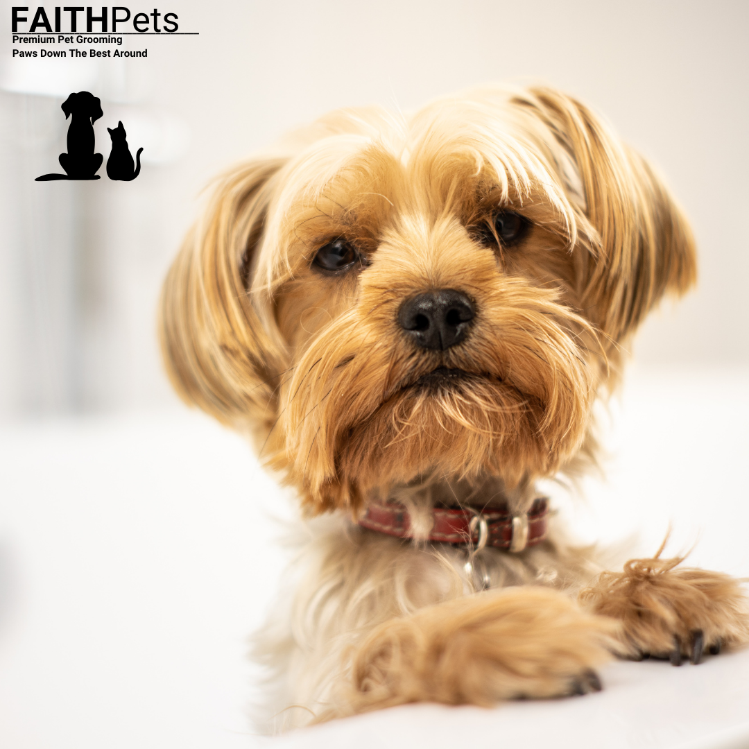 FaithPets 5-in-1 Organic Dog Shampoo & Conditioner